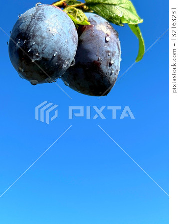 Plum fruits on blue sky 132163231