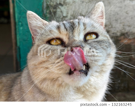 Funny cat licking its tongue 132163245