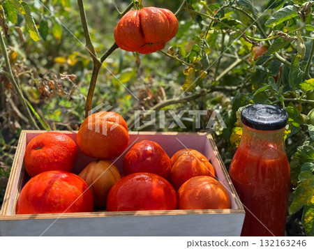Ripe tomatoes and bottle of tomato juice in vegetable garden Ripe tomatoes and bottle of tomato juice in vegetable garden 132163246