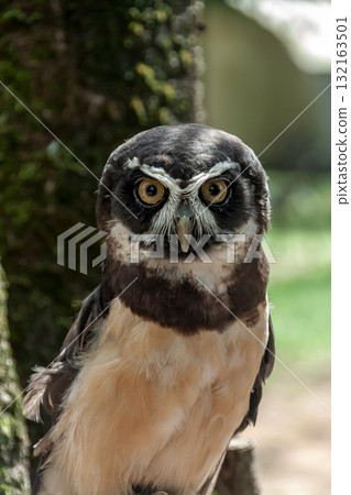 Spectacled owl that looks like it's wearing glasses [Owl family] 132163501