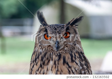 A Bengal Eagle Owl glaring at something with its fierce eyes [Owl] 132163502