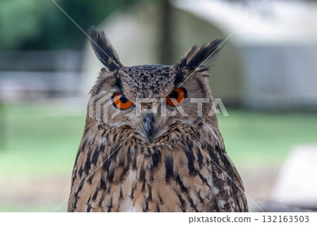 孟加拉雕鴞 [貓頭鷹] 用無所畏懼的眼睛盯著某物 132163503