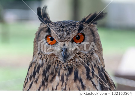 A Bengal Eagle Owl glaring at something with its fierce eyes [Owl] 132163504