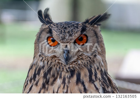 A Bengal Eagle Owl glaring at something with its fierce eyes [Owl] 132163505
