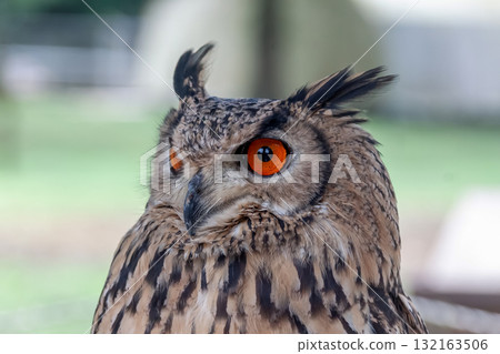 A Bengal Eagle Owl glaring at something with its fierce eyes [Owl] 132163506
