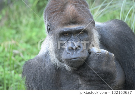 一隻大猩猩似乎在說:“我明白了,你說的有道理。” 一隻大猩猩似乎在說:“我明白了,你說的有道理。” 132163687