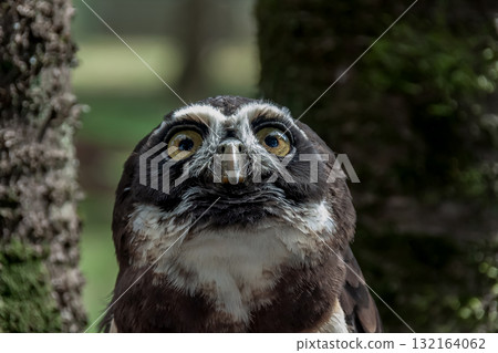 看起來戴眼鏡的眼鏡貓頭鷹 [Owlidae] 132164062