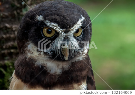 Spectacled owl that looks like it's wearing glasses [Owl family] 132164069
