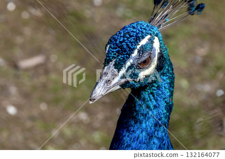 The Indian peacock, the national bird of India, has a fearless face 132164077