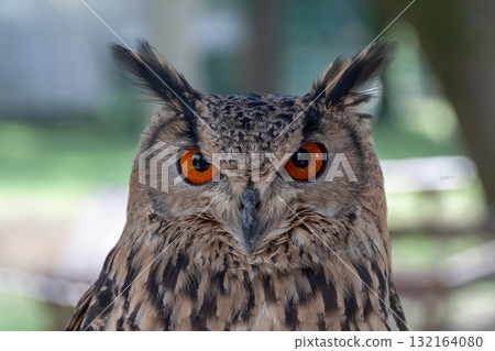 A Bengal Eagle Owl glaring at something with its fierce eyes [Owl] 132164080