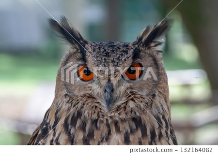 孟加拉雕鴞 [貓頭鷹] 用無所畏懼的眼睛盯著某物 132164082