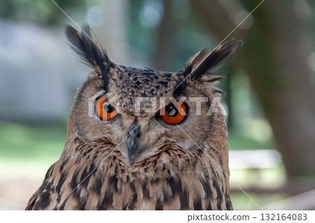A Bengal Eagle Owl glaring at something with its fierce eyes [Owl] 132164083
