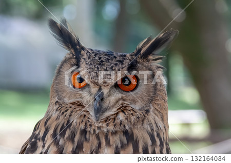 孟加拉雕鴞 [貓頭鷹] 用無所畏懼的眼睛盯著某物 132164084