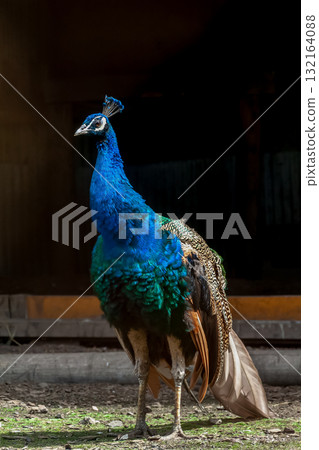 印度孔雀是印度的國鳥，外表看起來無所畏懼。 132164088