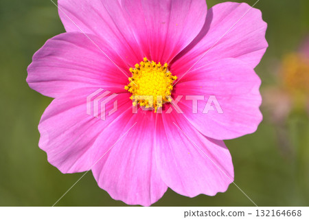Beautiful Cosmos 132164668