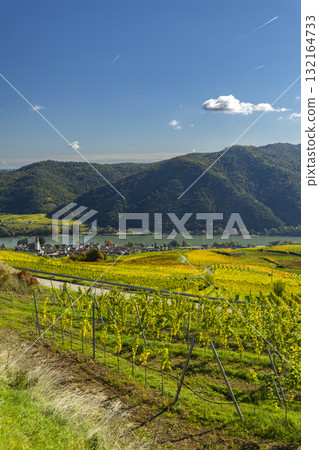 Autumn Wachau Valley vineyards overlooking Danube river and village Autumn Wachau Valley vineyards overlooking Danube river and village 132164733