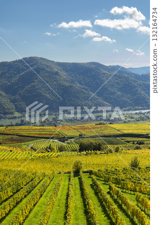 Wachau Valley vineyards changing colors in autumn 132164734