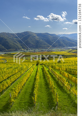 Wachau valley vineyards in golden autumn colors Wachau valley vineyards in golden autumn colors 132164738
