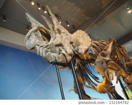 Impressive dinosaur skeleton exhibit at the Natural History Museum of Los Angeles County 132164782