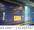 洛杉磯縣自然歷史博物館令人印象深刻的恐龍骨骼展覽 132164787