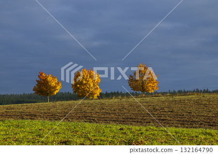 Golden autumn trees illuminating a rural field in Sallingberg, Austria 132164790