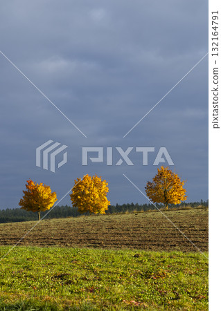 Three glowing autumn trees on cultivated field against dark sky 132164791