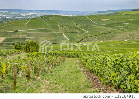 Green vineyards covering hills of France Champagne valley 132164915