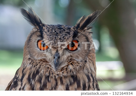 A Bengal Eagle Owl glaring at something with its fierce eyes [Owl] 132164934