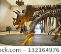 洛杉磯縣自然歷史博物館令人印象深刻的恐龍骨骼展覽 132164976