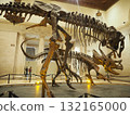洛杉磯縣自然歷史博物館令人印象深刻的恐龍骨骼展覽 132165000