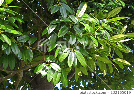 Post Office Tree "Tarayou" 132165019