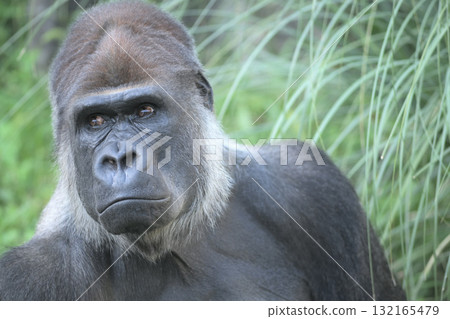 A gorilla envies the crows flying through the sky A gorilla envies the crows flying through the sky 132165479