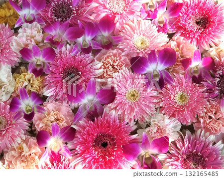 非洲菊、石斛蘭和康乃馨花水淨化植物 非洲菊、石斛蘭和康乃馨花水淨化植物 132165485
