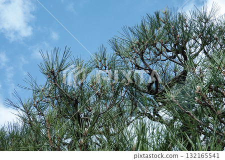 京都府_京都御所_松樹 132165541