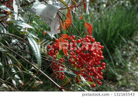京都府_京都御所_南天竹 132165543