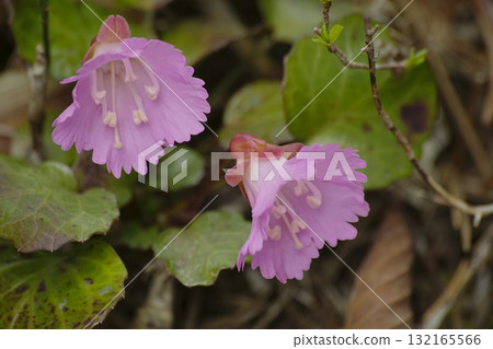 岩內和 岩內和 132165566