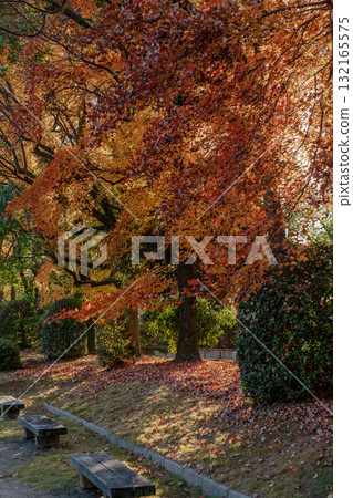 秋天的落葉步道 132165575