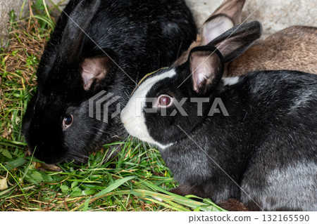 Baby rabbits in a rabbit hutch, cuniculus Baby rabbits in a rabbit hutch, cuniculus 132165590