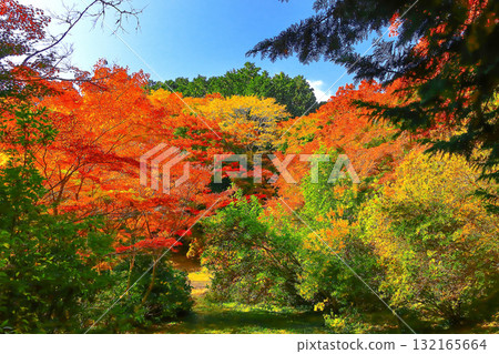 The refreshing blue sky and vibrant autumn leaves of Matsushima's four great views of Ogiya 132165664