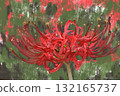 Cluster amaryllis 132165737