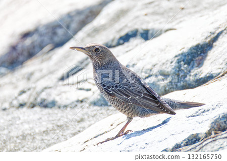 河邊的一隻雌性藍磯鶇 132165750