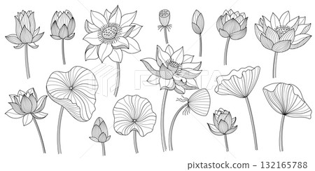 Hand drawn lotus flowers. Black sketch outline decorative oriental floral elements, simple line lotus plant blossom graphic, flower bud and leaf. Vector set Hand drawn lotus flowers. Black sketch outline decorative oriental floral elements, simple line lotus plant blossom graphic, flower bud and leaf. Vector set 132165788