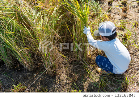 Red rice harvesting experience - Children harvesting rice 132165845