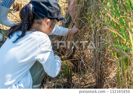 Red rice harvesting experience - Children harvesting rice Red rice harvesting experience - Children harvesting rice 132165850