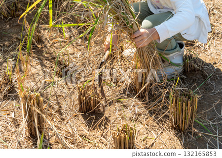 紅米收割體驗－孩子們收割水稻 132165853