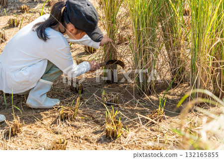 紅米收割體驗－孩子們收割水稻 132165855