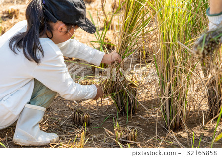 Red rice harvesting experience - Children harvesting rice Red rice harvesting experience - Children harvesting rice 132165858