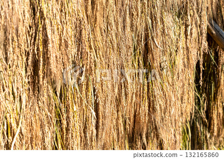 Red rice dried in the sun on a rack 132165860