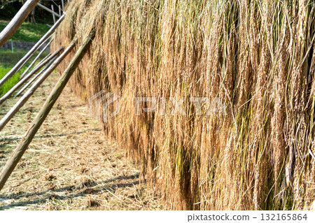 Red rice dried in the sun on a rack 132165864