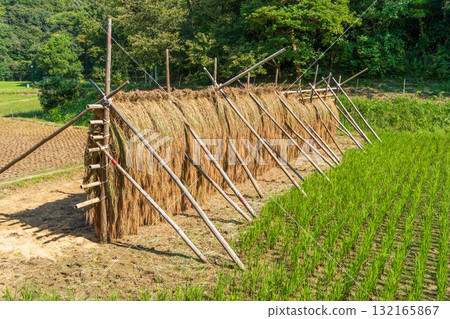 紅米在稻田裡的架子上晾曬的鄉村景象 132165867
